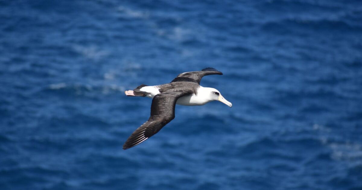 EHB will support Albatros hydrogen project