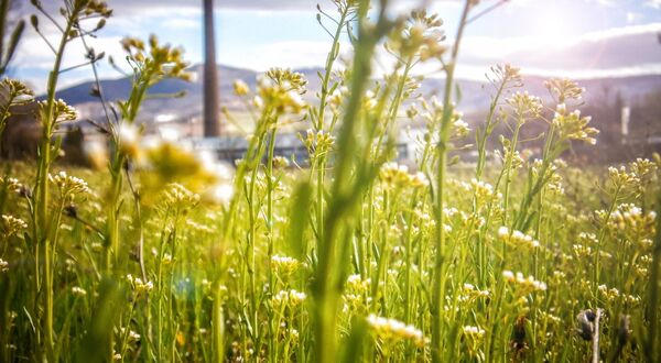 EUROFER welcomes European green steel plan