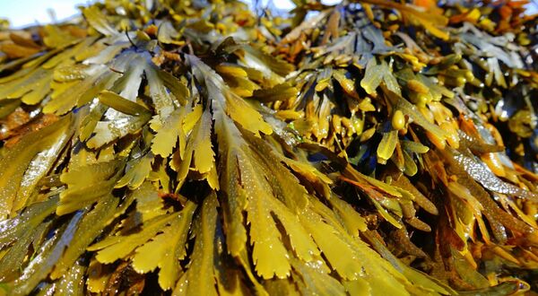 Nippon Steel regenerates valuable seaweed beds in Japan