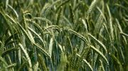 Salzgitter and LKAB collaborate on decarbonization project
