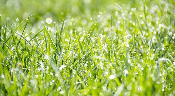 Consortium launched to build France's first green iron plant