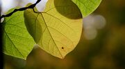 Outokumpu mill receives environmental stewardship award