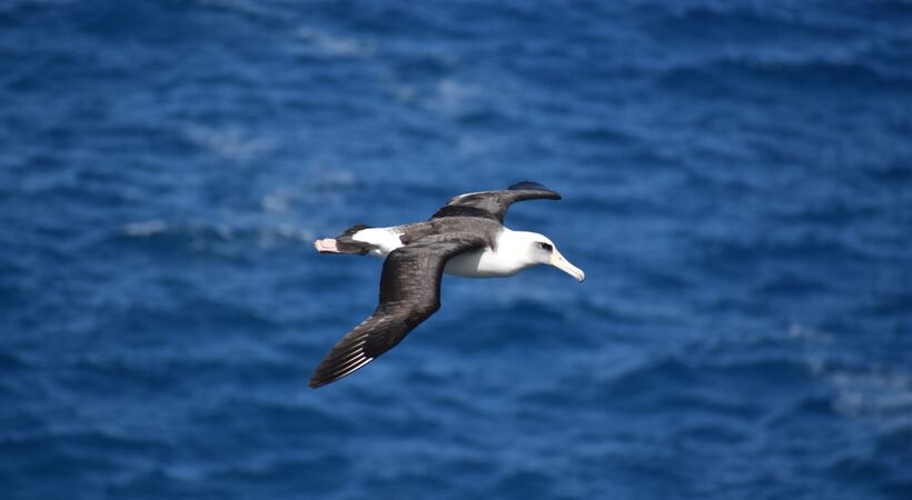 EHB will support Albatros hydrogen project