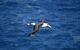 EHB will support Albatros hydrogen project
