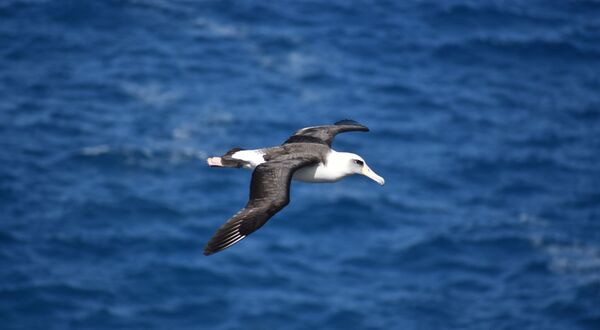 EHB will support Albatros hydrogen project